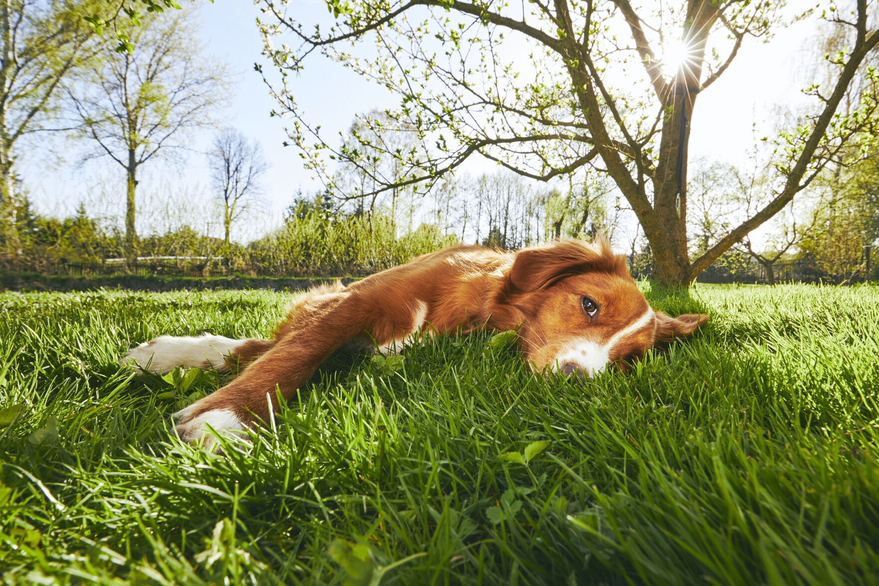 morrisons dog poop bags