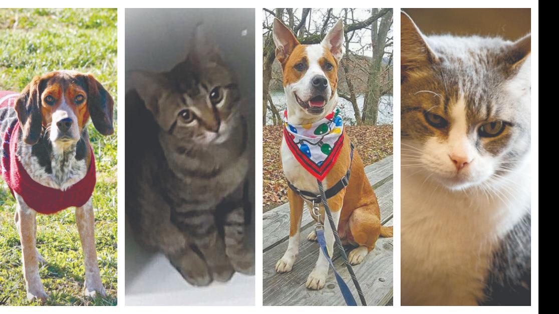 Adoptable Pets Lifestyles Heraldcourier Com