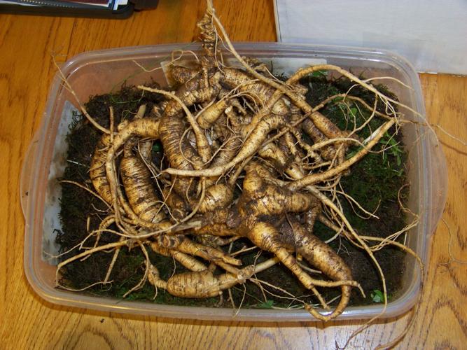 GINSENG-01 Roots