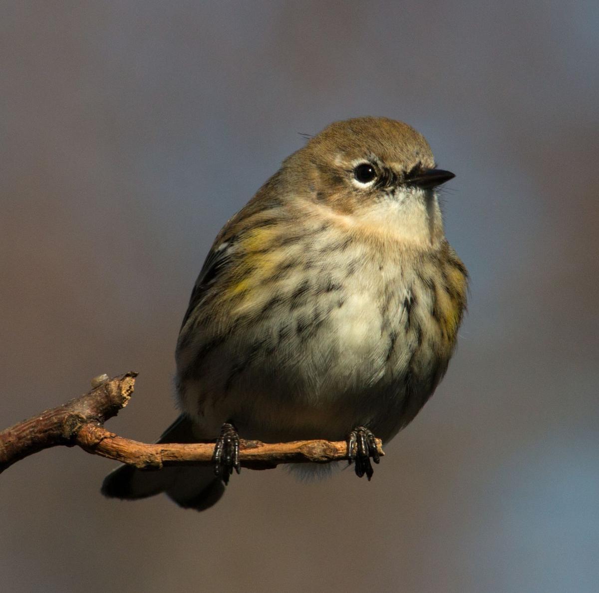 Yellow Rumped Warblers Wild About Poison Ivy Berries Lifestyles