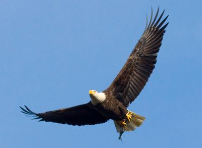 Soaring Bald Eagle
