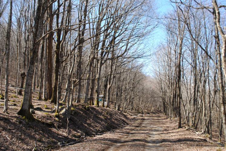 Whitetop Maple Festival 2025