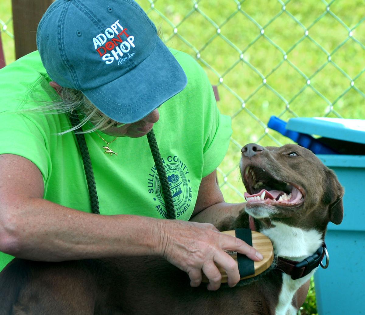 top 90+ Pictures the animal shelter of sullivan county photos Completed