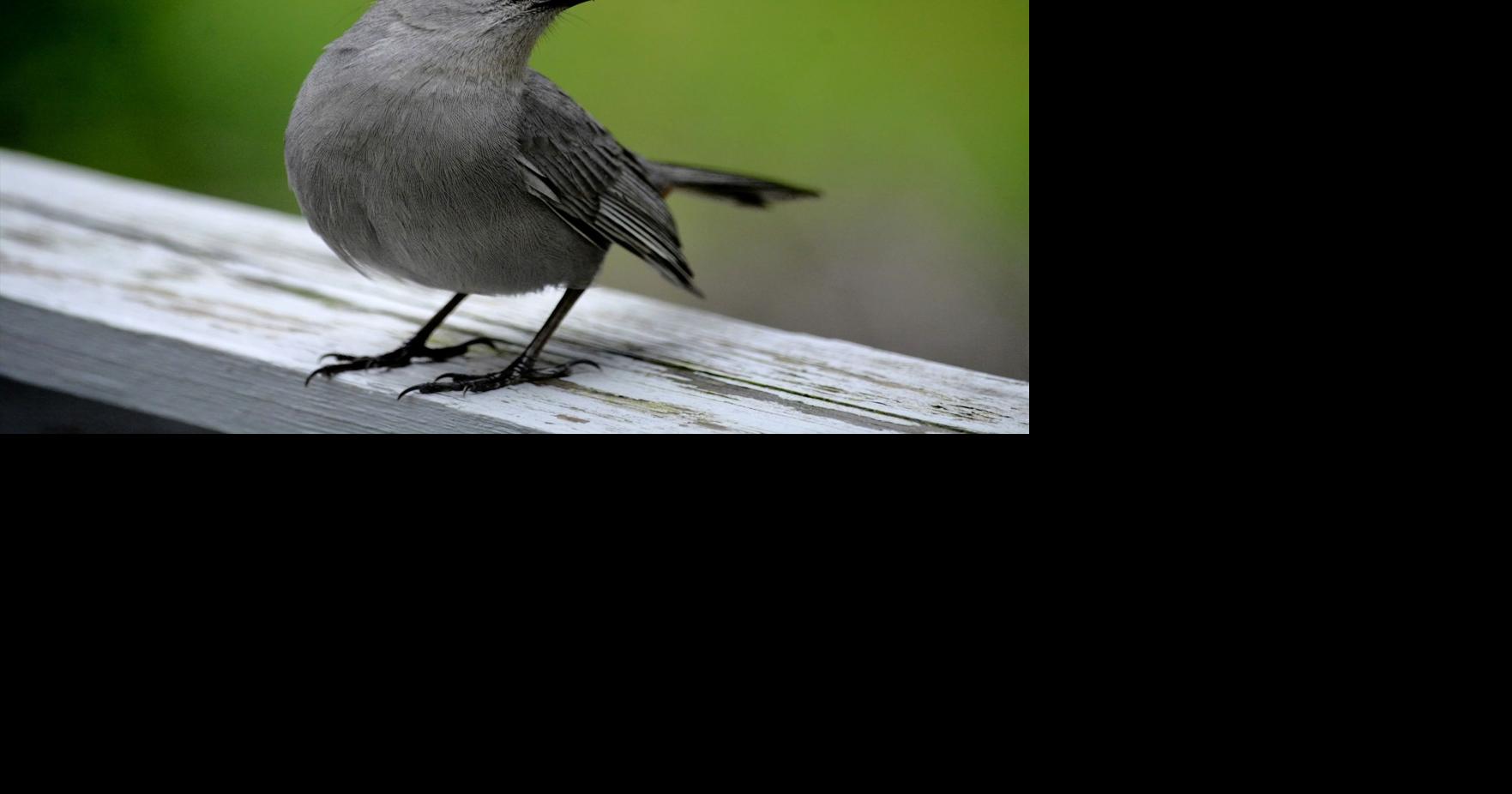 Gray catbirds require gentle coaxing to give up shy habits