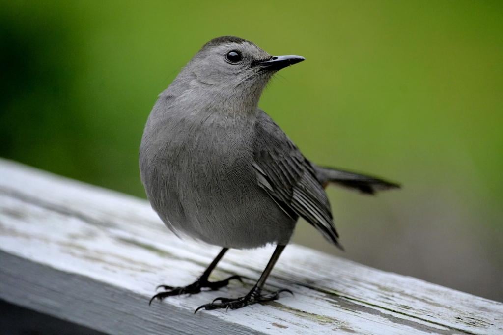 Gray Catbirds Require Gentle Coaxing To Give Up Shy Habits