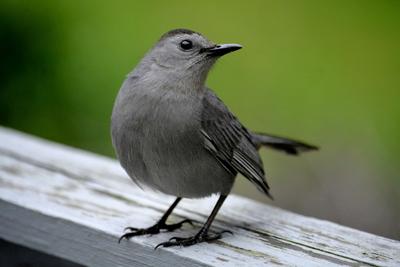 Gray Catbirds Require Gentle Coaxing To Give Up Shy Habits