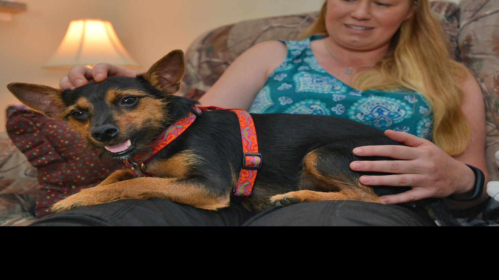 Service Dog Helps Bring Peace Healing To War Veteran With Ptsd Latest Headlines Heraldcourier Com