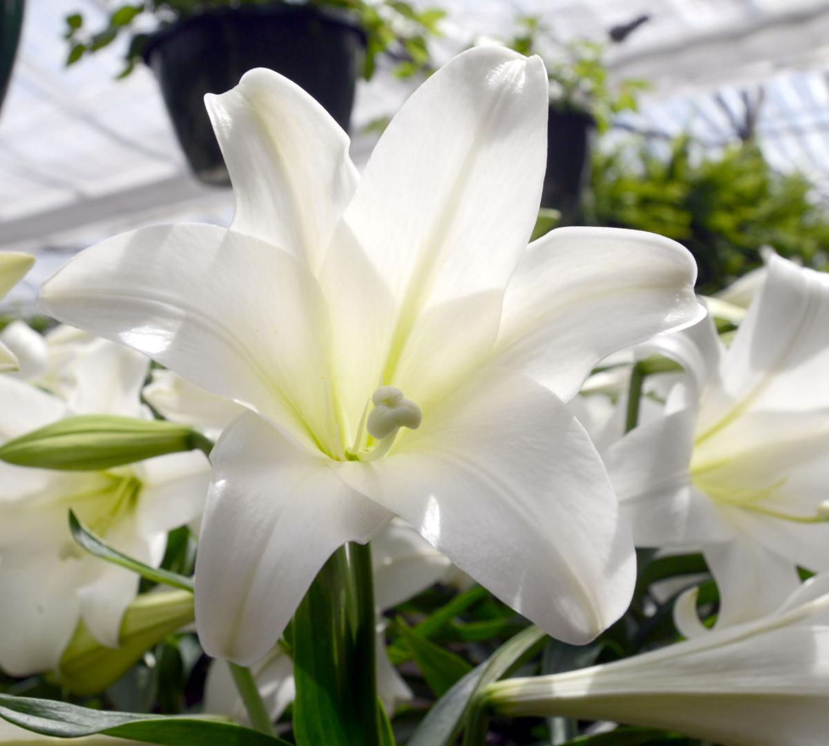 Professors Tell How Easter Symbols Connect Make Meaning Of Life