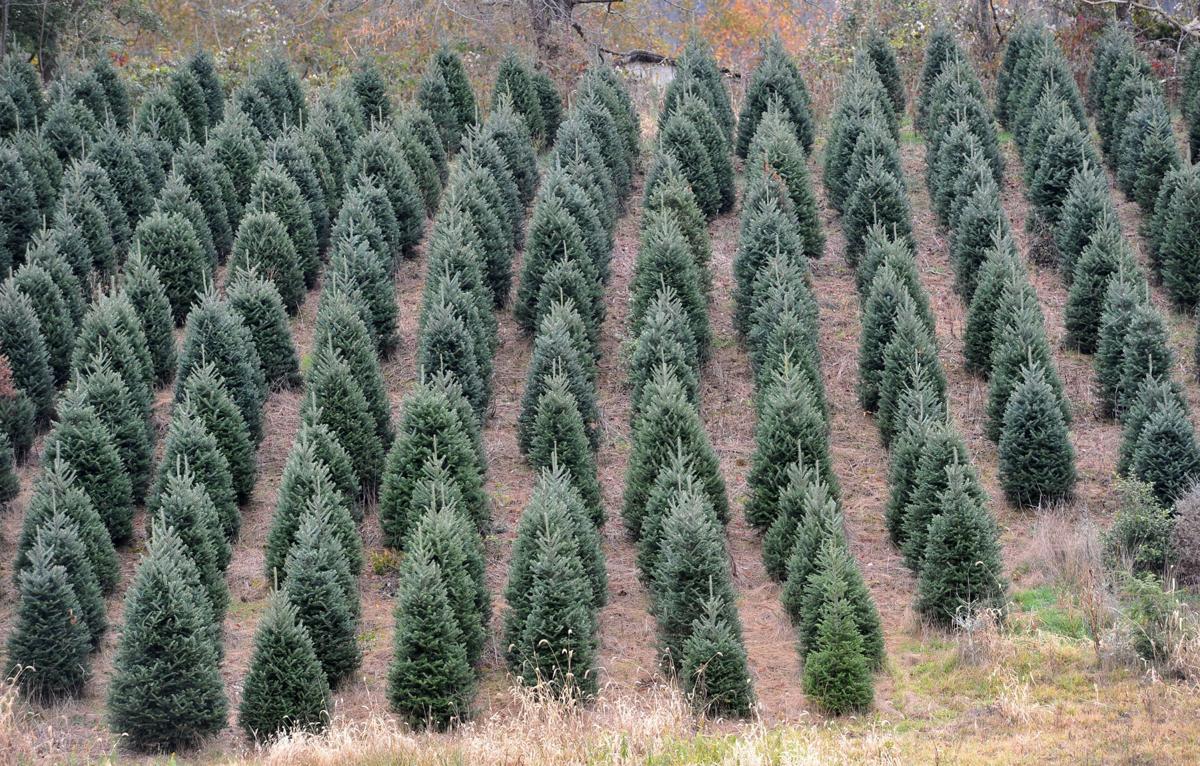 Local Tree Farms Let Shoppers Choose Pick Of The Crop Agriculture Heraldcourier Com