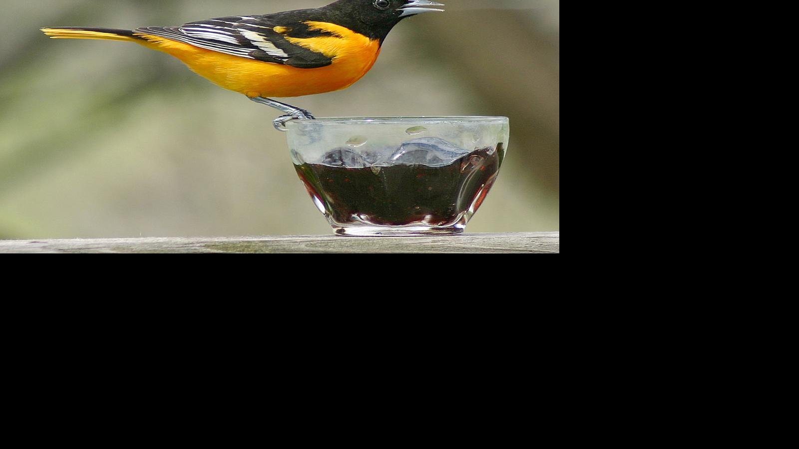 Baltimore oriole sighting offers exciting birding moment Lifestyles
