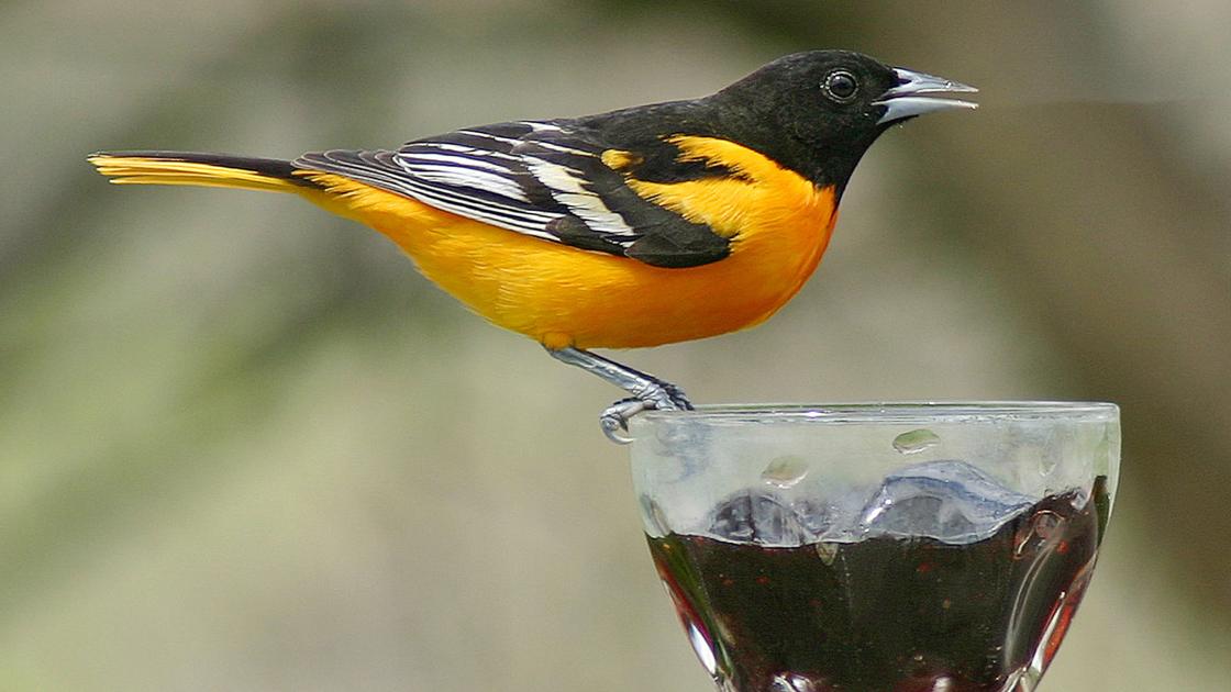 Baltimore oriole sighting offers exciting birding moment Lifestyles