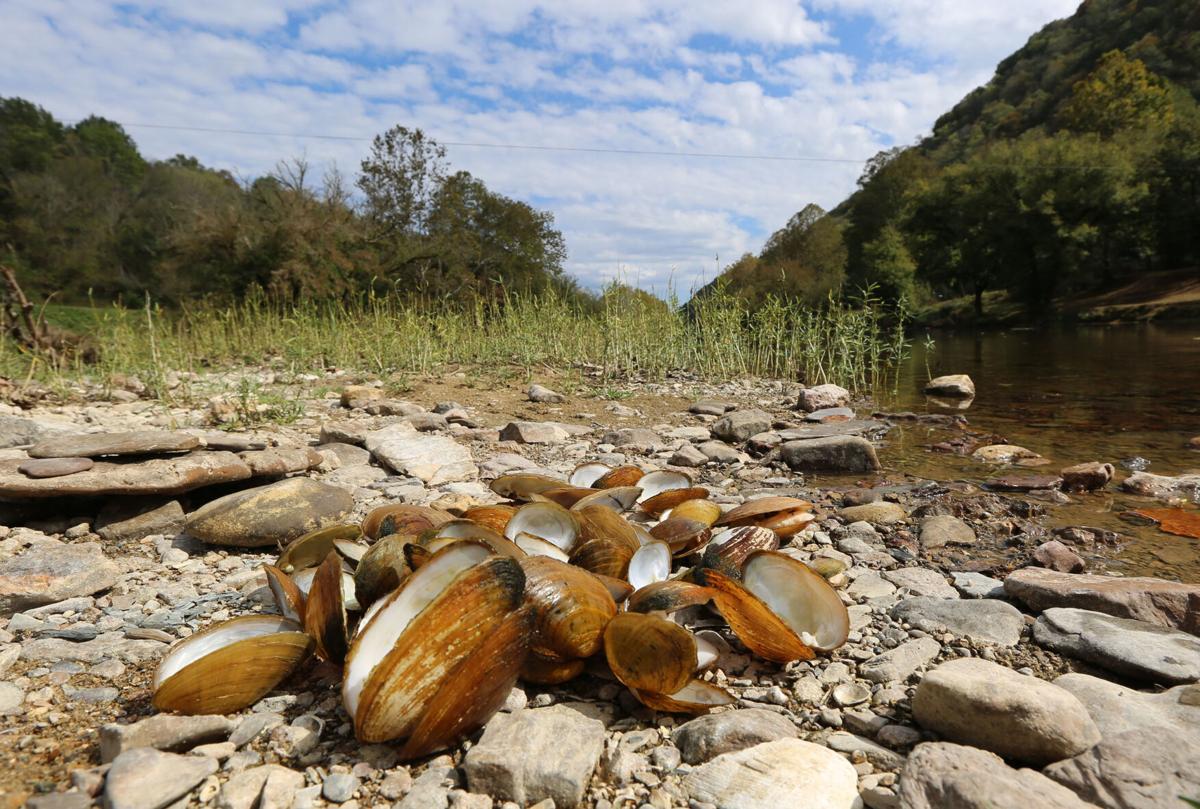 Virus could be killing Clinch River mussels