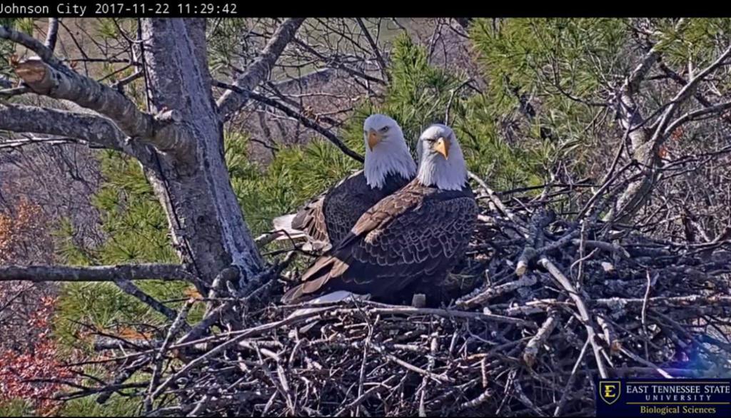 Area Eagle Pair Nesting Once Again Lifestyles Heraldcourier Com