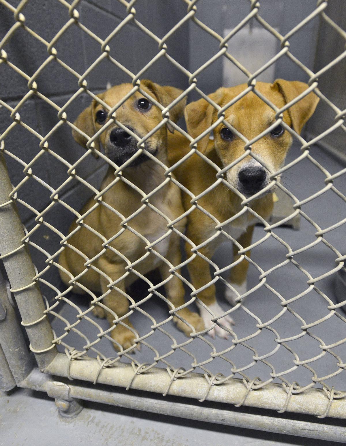 C.C. Porter Animal Shelter Washington County Virginia