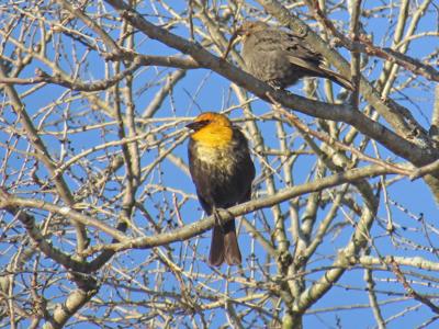 Yellow Headed Blackbird S Earance Creates A Stir Bryan Stevens Yellow Headed Blackbird S Earance Creates A Stir