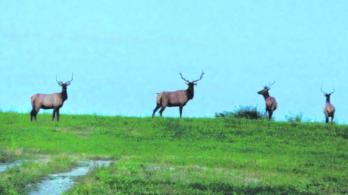 Buchanan County Virginia S Elk Herd Growing In Size