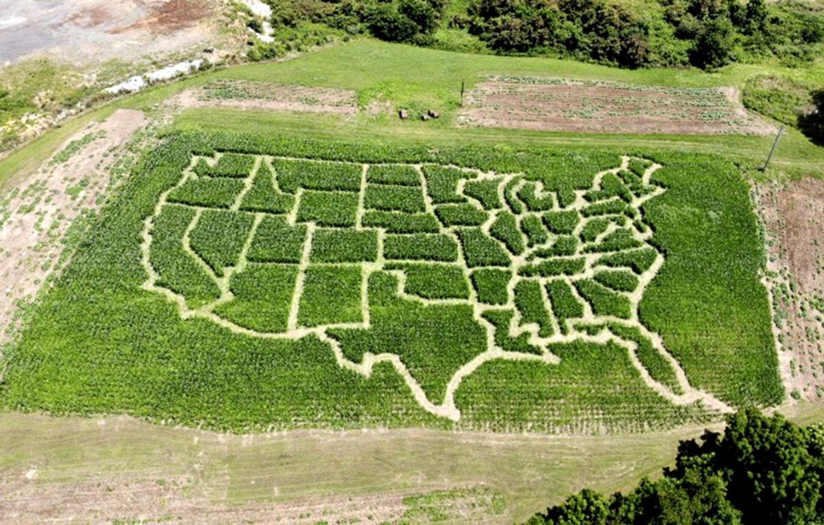 Corn maze in shape of U.S. opens in Bristol
