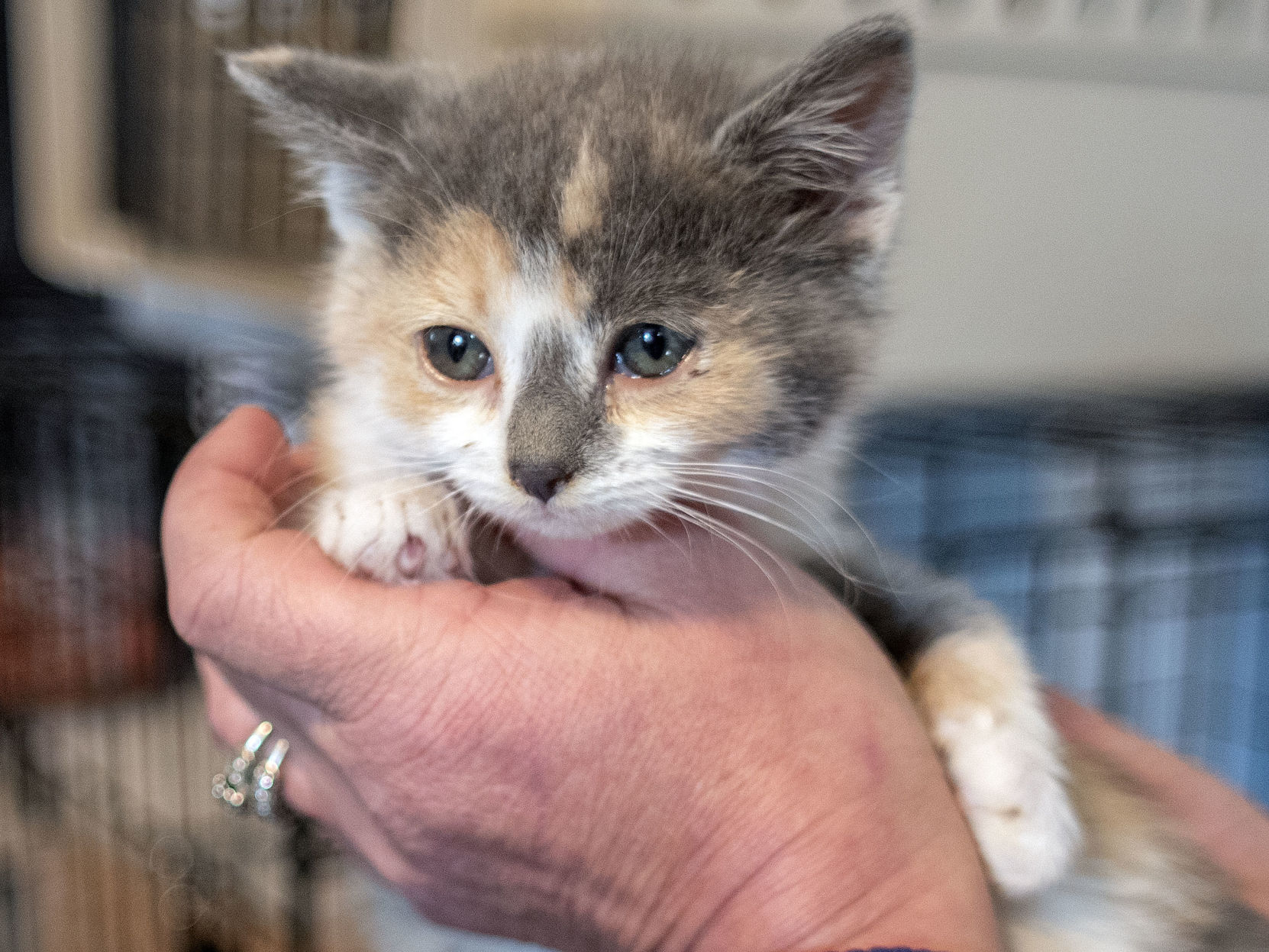 neonatal kitten rescue near me