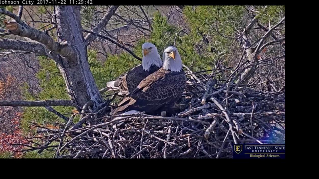 Volunteer Loves Her Work Managing Social Media For Etsus