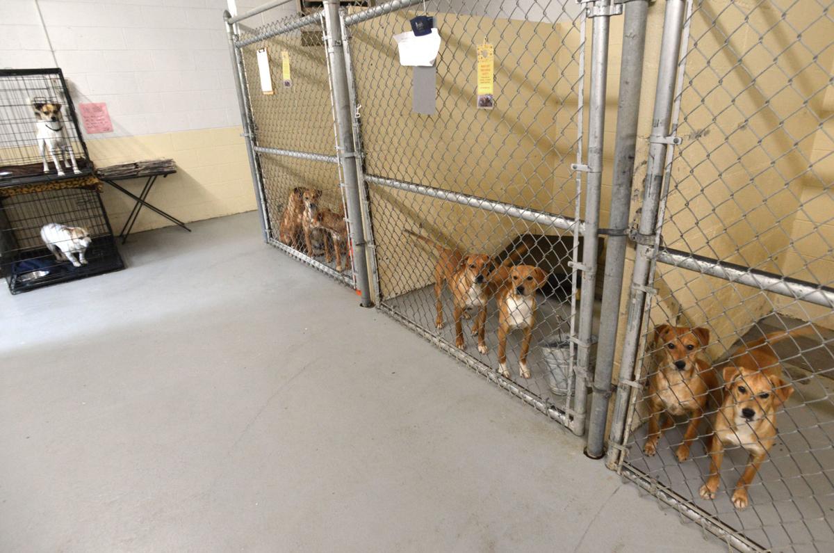 Animal shelter faces overcrowding problem News