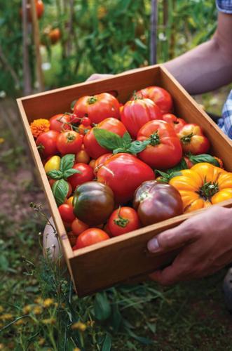 Hyloom tomatoes