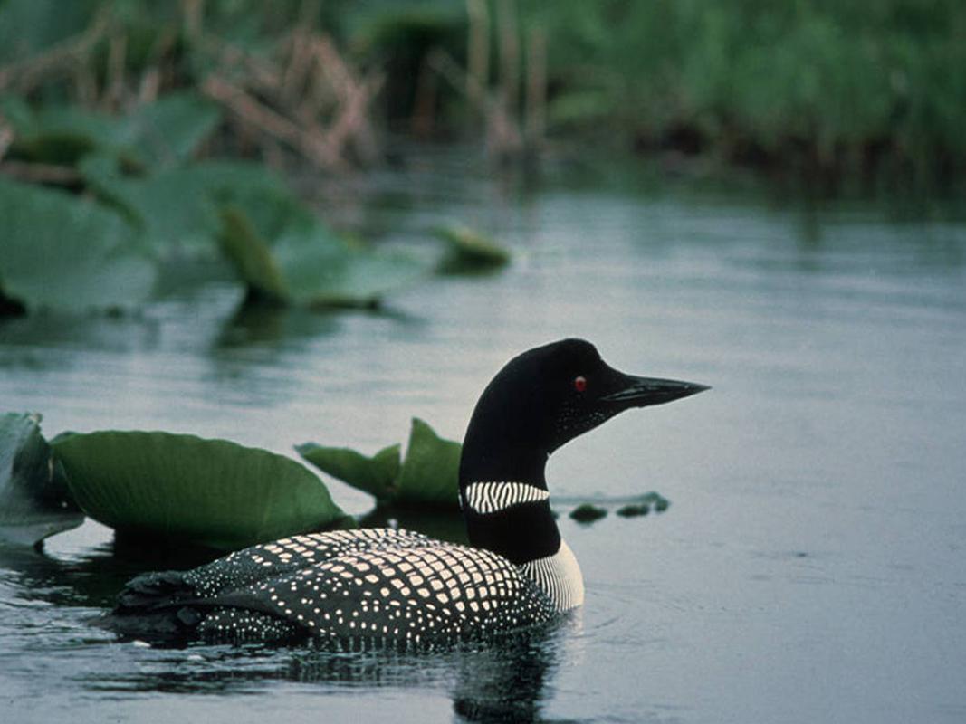 Winter Weather Affects Birds Too Lifestyles Heraldcourier Com White john paul, williams joy elizabeth. winter weather affects birds too