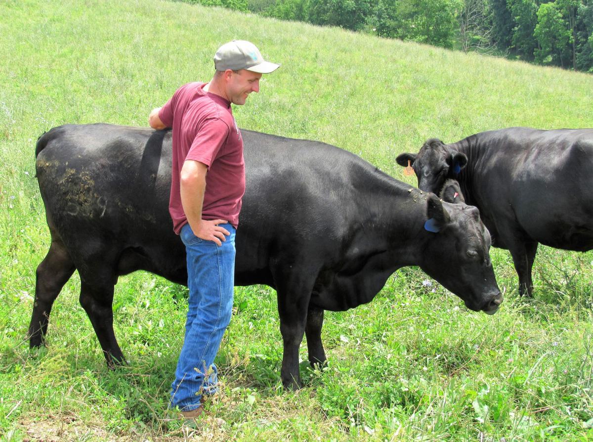 Damascus Cattle Farmer Using Innovative Food Ration System To