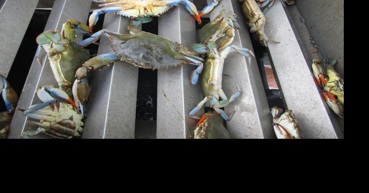 OBX Crabbing and Shrimping Charters - All You Need to Know BEFORE You Go  (2024)