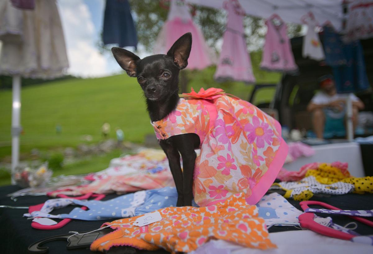 Hundreds Of Dogs Take Over Sugar Hollow Park For 10th Annual