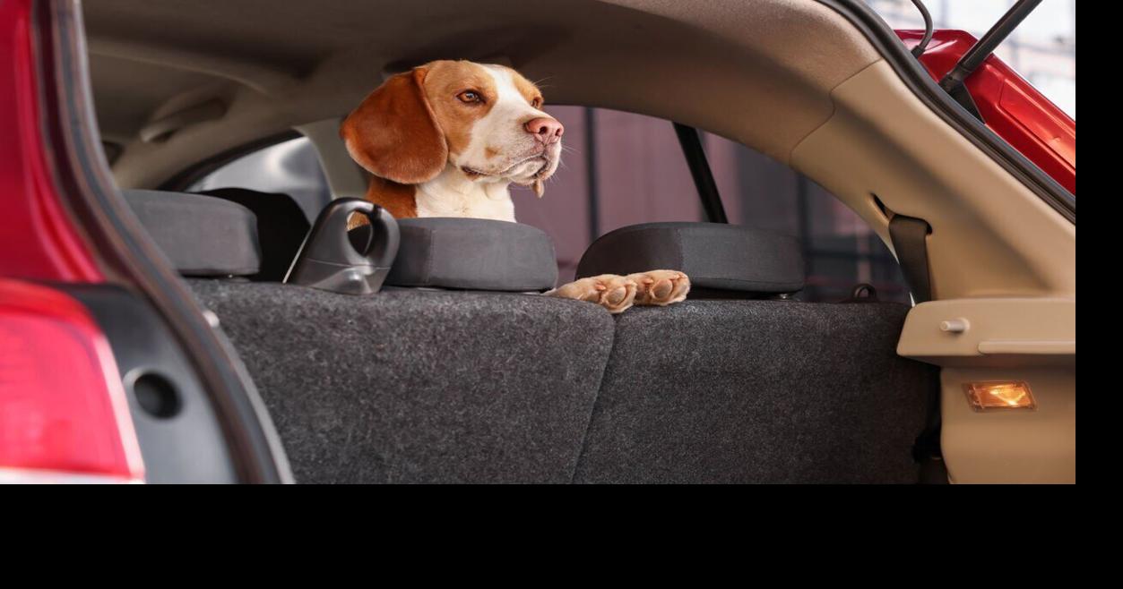 Planning Pet-Friendly Stays for Long-Distance Moves
