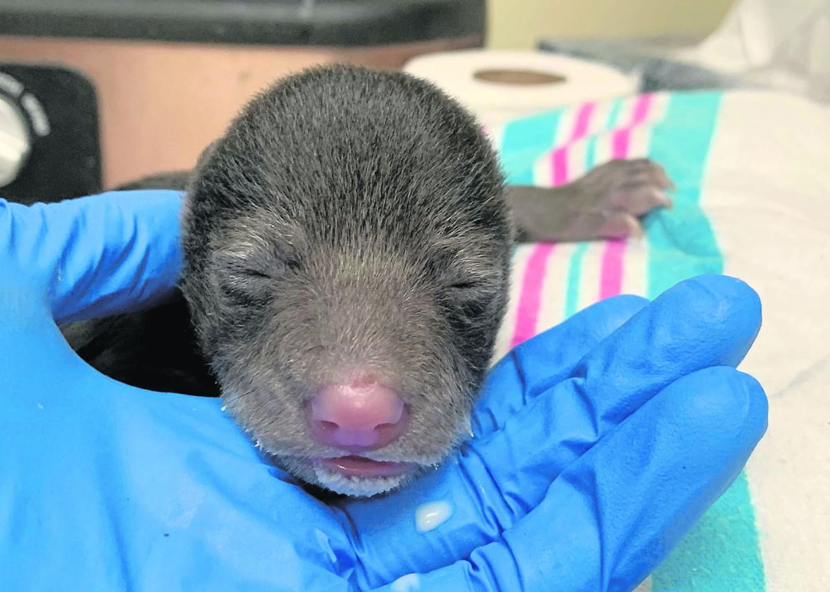 Orphaned Bear Cub Rescued After Dog Brings It Home Latest Headlines Heraldcourier Com
