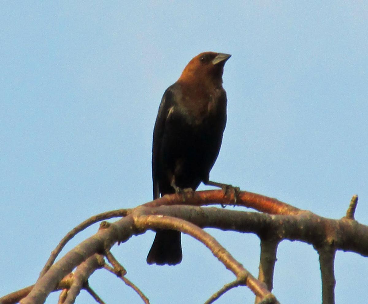 No Cowbird Ever Knows Its Biological Parents Lifestyles