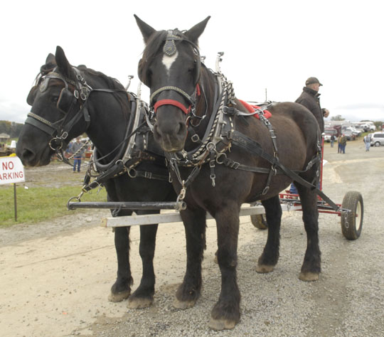 Tri-State Draft Horse And Mule Sale 