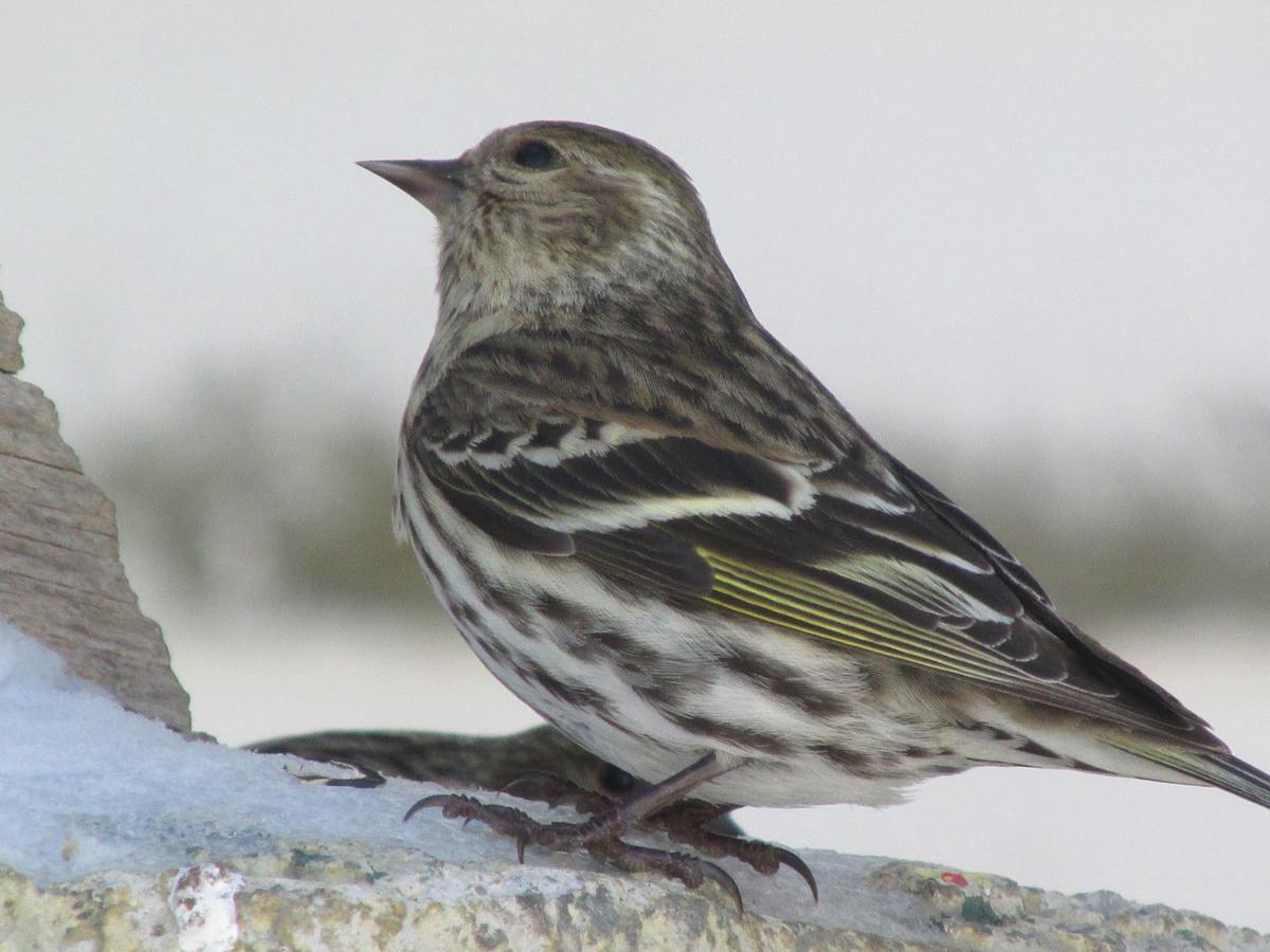Reader Shares Story About Pine Siskin Rescue Lifestyles Heraldcourier Com