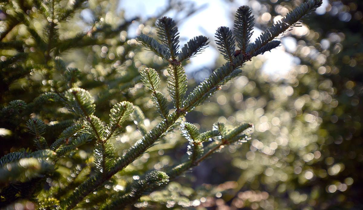 Local Christmas Tree Farms Prepare For The Most Wonderful Time Of The Year Local News Heraldcourier Com