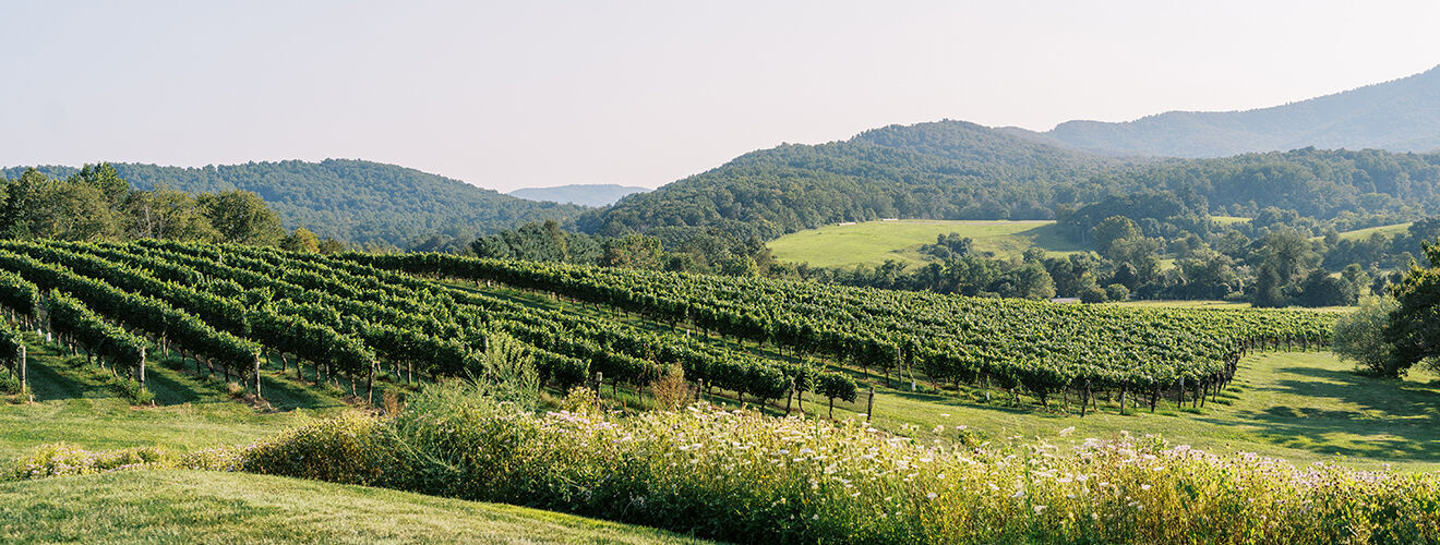 Pippin Hill Main
