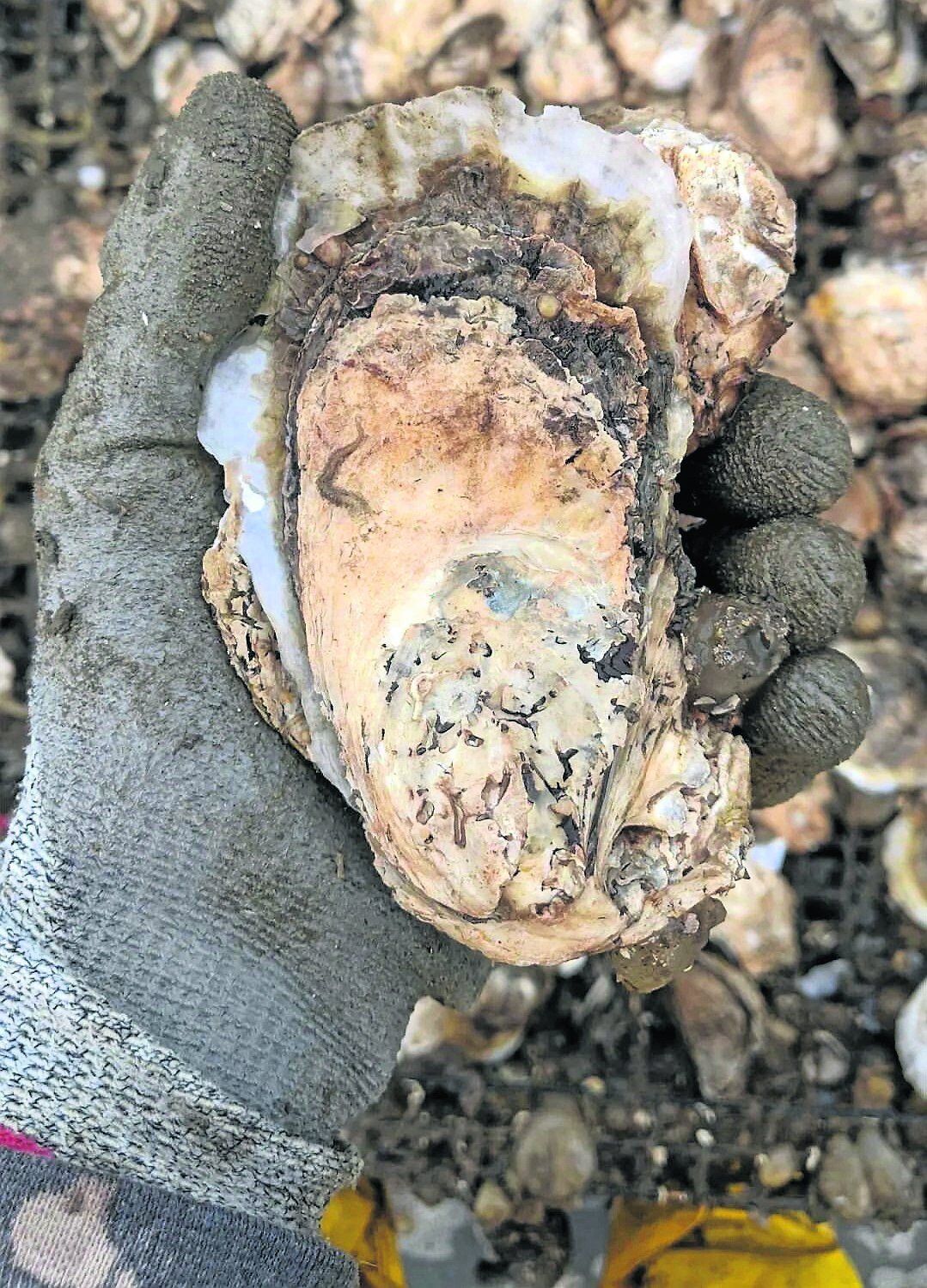 Wild oyster