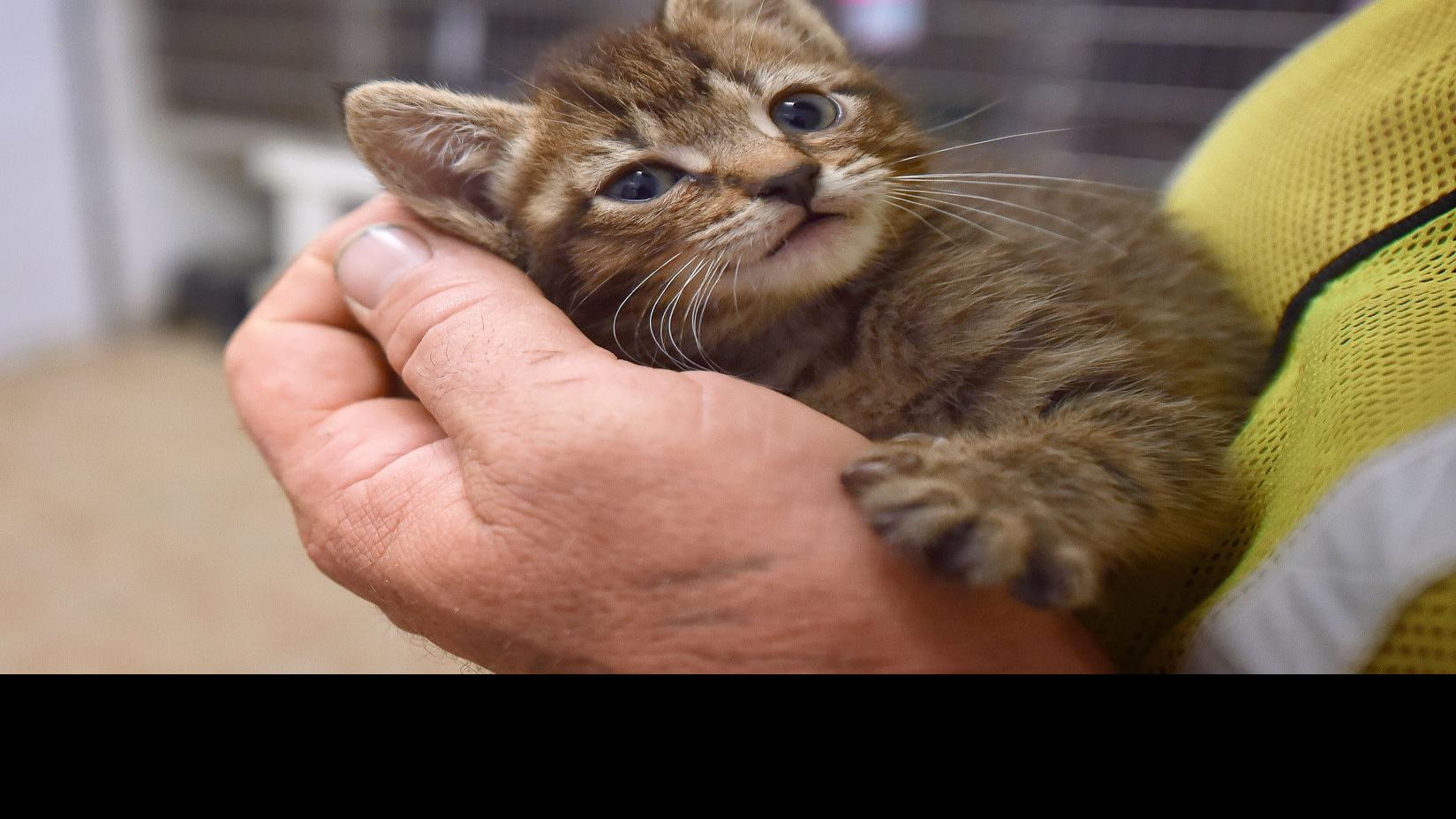 Sullivan County Animal Shelter Cuts Adoption Fees To Attract Homes