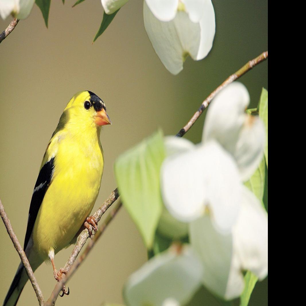 Bright American Goldfinches Will Soon Transform Into Dull Winter