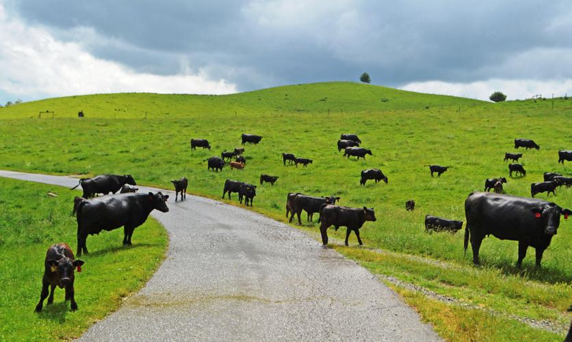 Southwest Virginia cattle farm owner to leave farm ‘in good hands’ with new manager