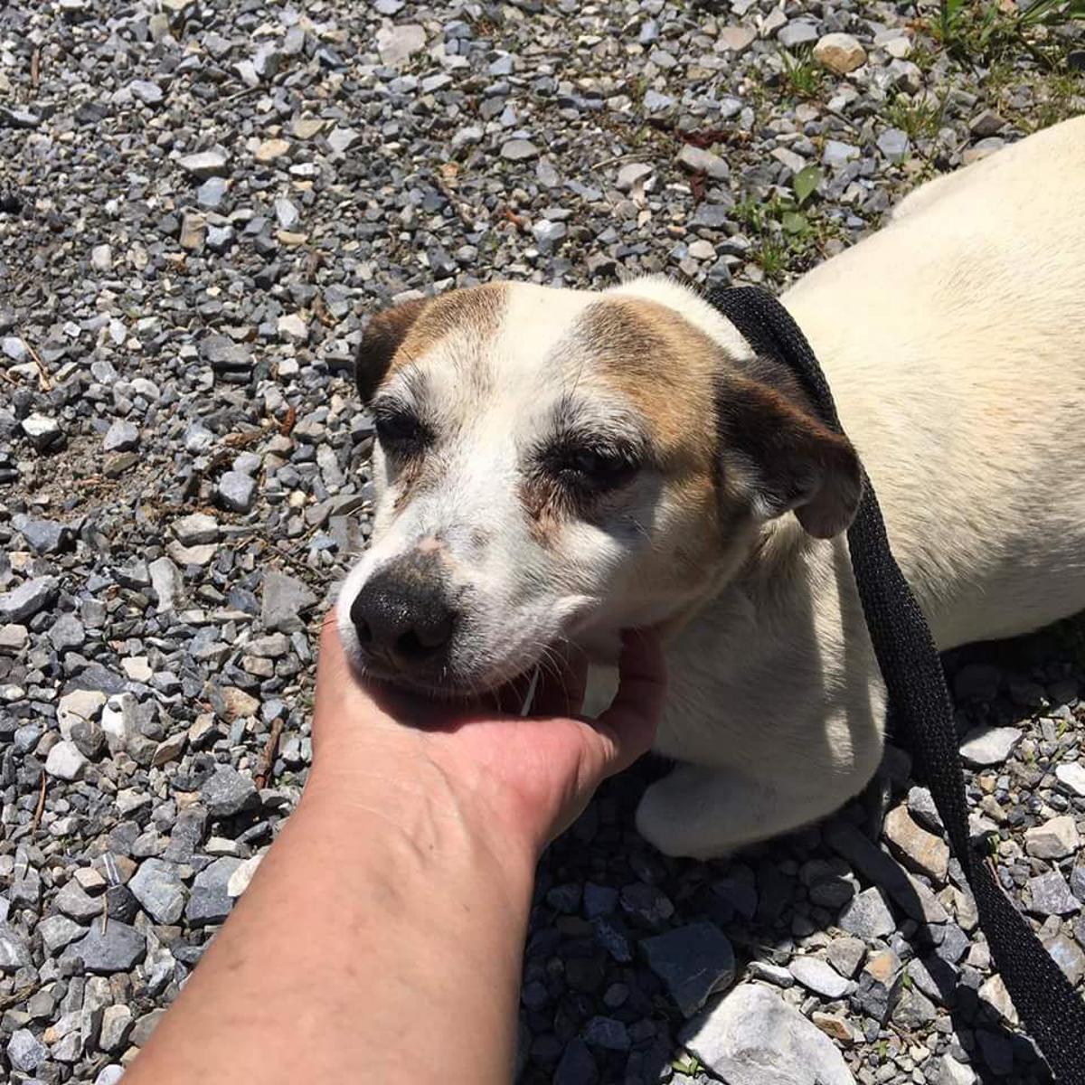 Pregnant Jack Russell Terrier Gets Second Chance At Life Latest Headlines Heraldcourier Com Pregnant Jack Russell Terrier Gets Second Chance At Life Latest Headlines Heraldcourier Com