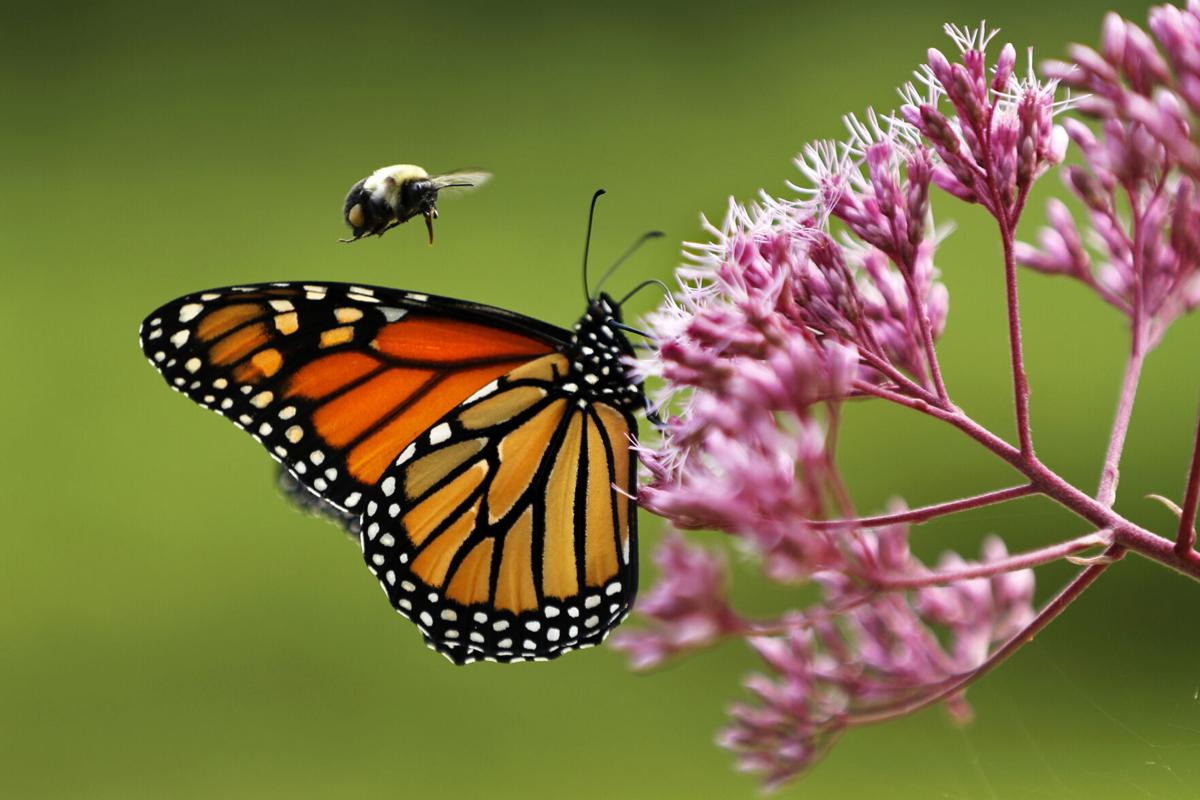 Western monarch butterfly numbers in California dropped by 30% last year,  researchers say