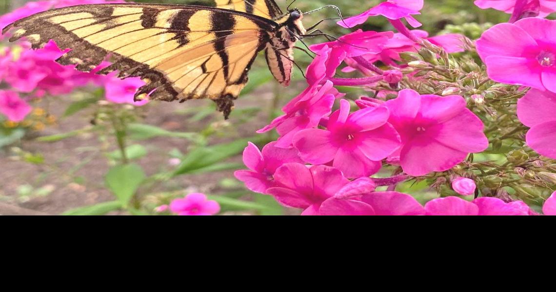 Museum hosting National Learn about Butterflies Day