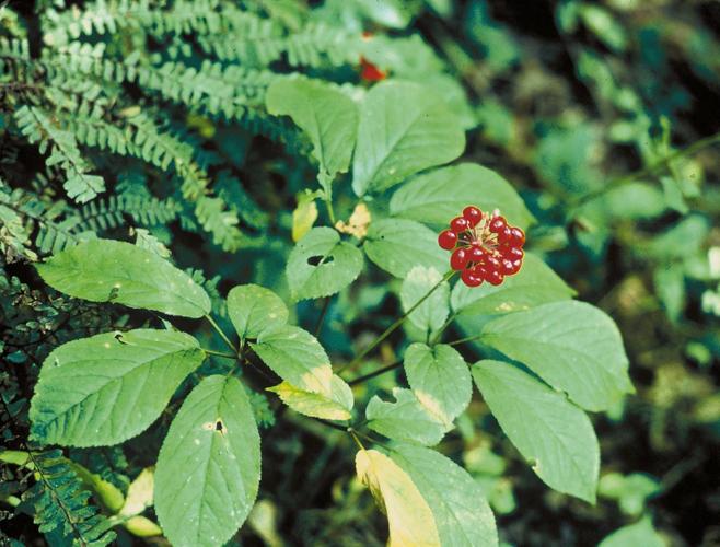 GINSENG-02 wild fruit - FWS