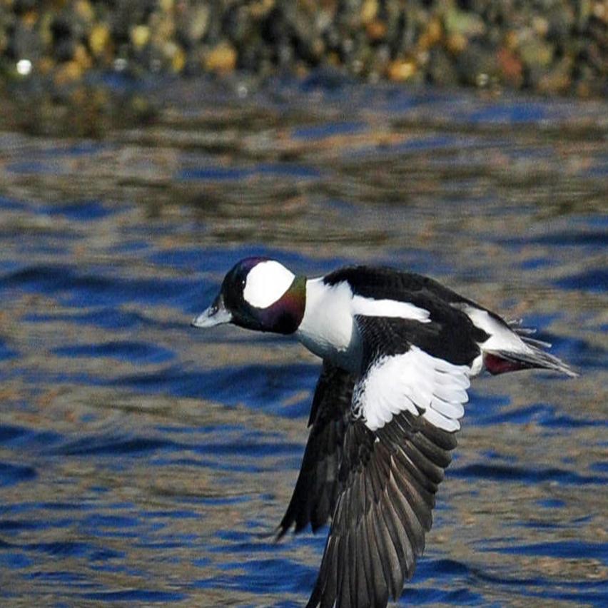 For The Birds Winter Good Time To Watch Waterfowl Community