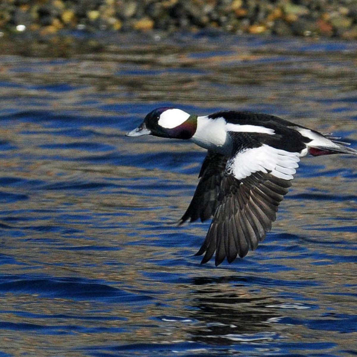 For The Birds Winter Good Time To Watch Waterfowl Community