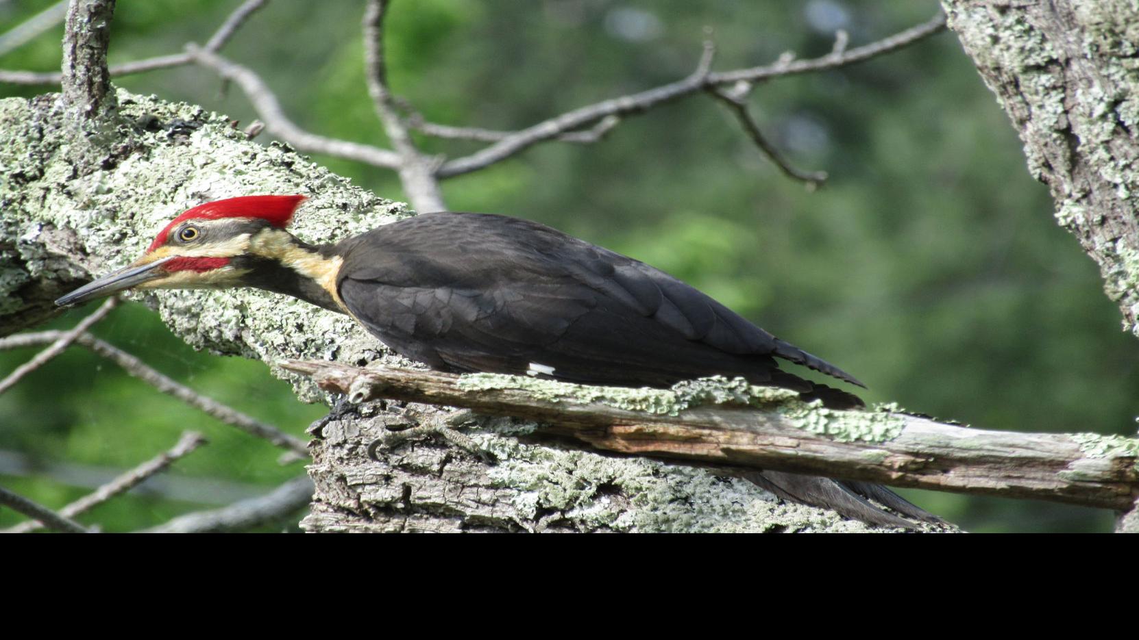 For The Birds Region S Biggest Woodpecker Is Surprisingly Shy Community Heraldcourier Com