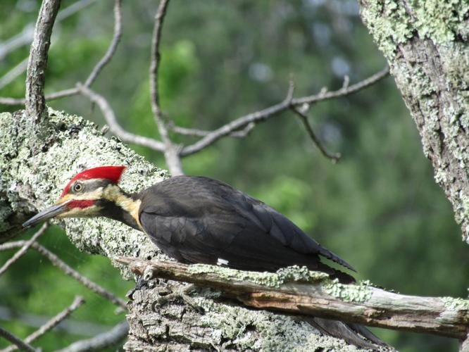 Bryan-Pileated