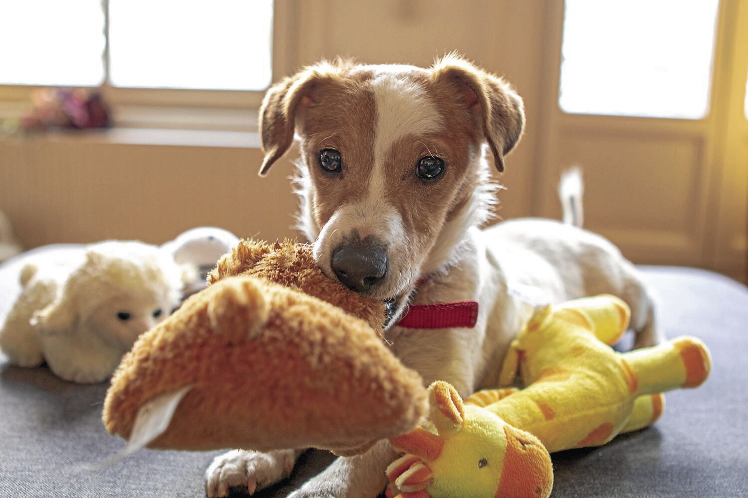puppy pads morrisons