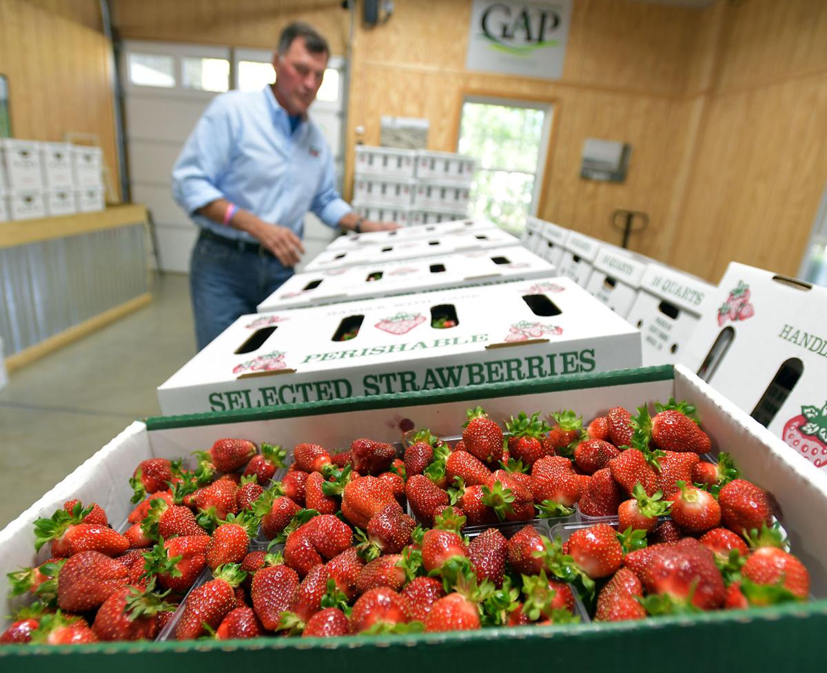 It’s strawberry season again at Scott’s Farms in Unicoi Lifestyles
